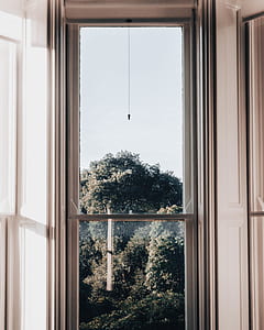 trees behind glass panel window thumbnail