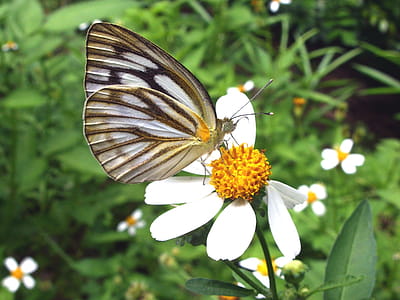 Painted Jezebel butterfly - Delias hyparete in north Thailand thumbnail