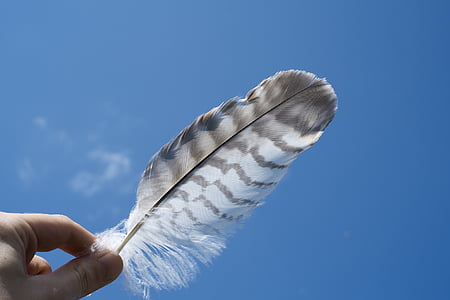 white and black feather thumbnail