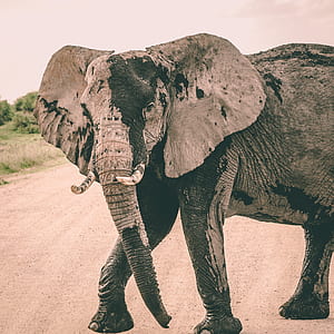 black and gray elephant on road under white sky at daytime thumbnail
