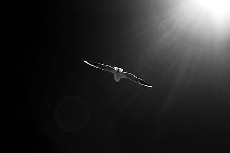 grayscale photography of flying albatross thumbnail