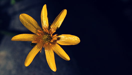 close up photography of yellow petaled flower thumbnail