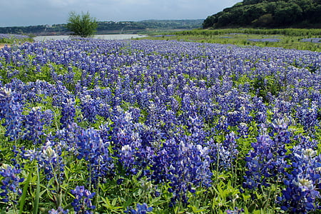 lavender field thumbnail