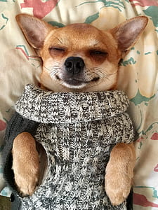adult brown Chihuahua sleeping on bed thumbnail