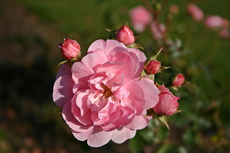 shallow focus photo of pink flower thumbnail