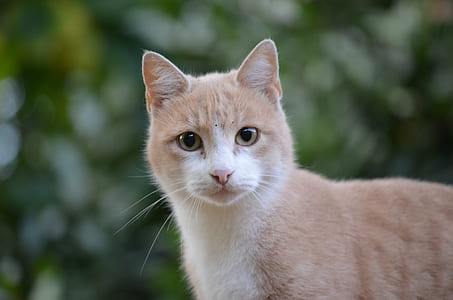 orange tabby and white cat thumbnail