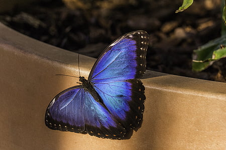 focus photo of blue and black butterfly thumbnail