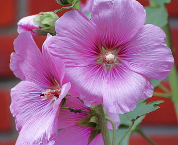 purple Hibiscus flower thumbnail