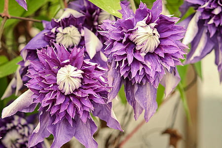 purple flowers thumbnail