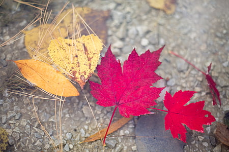 two red maple leaves thumbnail