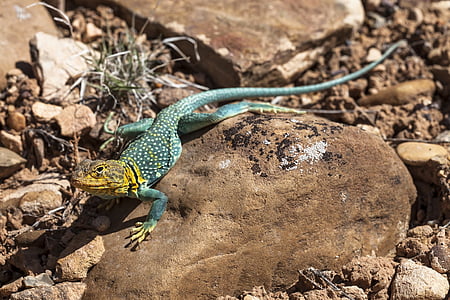 blue and green reptile on ground thumbnail