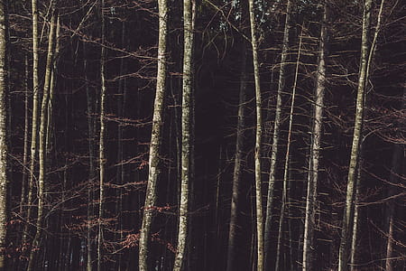 Birch Trees on the Forest thumbnail