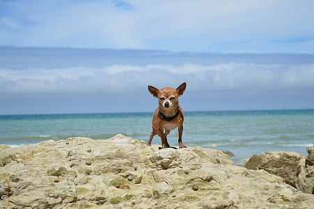 Chihuahua on rock thumbnail