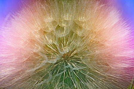 closeup of white dandelion thumbnail