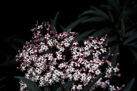 photo of white and pink petaled flowers thumbnail