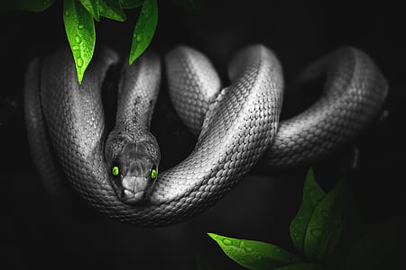 gray snake illustration thumbnail
