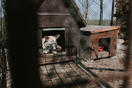 Animals on a farm thumbnail