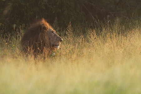 lion sitting on green grass thumbnail