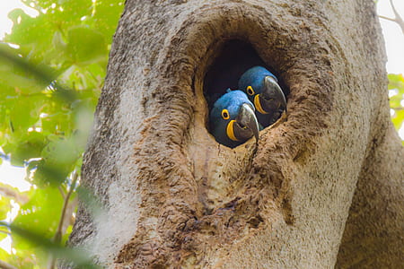 two blue-and-yellow birds in tree thumbnail