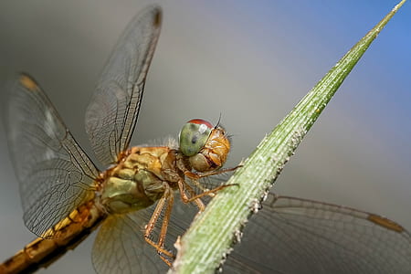 brown dragonfly on green leaf plant thumbnail