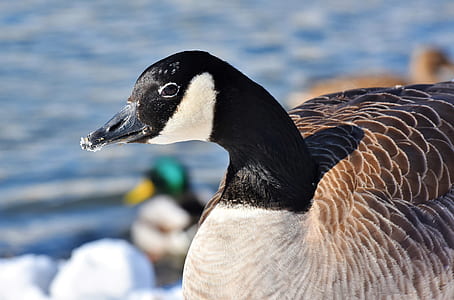 black and brown duck thumbnail