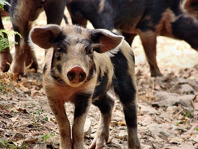 selective focus photography of brown piglet thumbnail