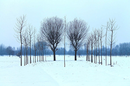 black trees during day time thumbnail