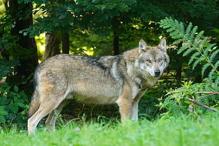 brown and black wolf near trees thumbnail