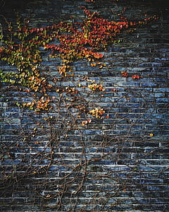 flowers grooting blue concrete brick wall thumbnail