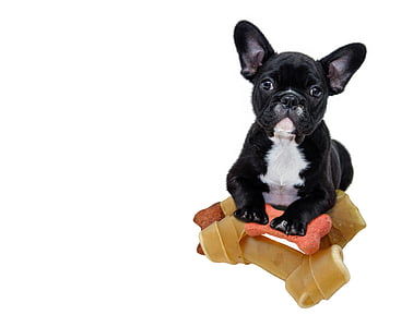 adult black and white French bulldog on beige rawhide thumbnail