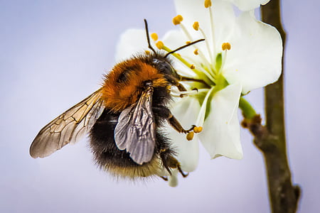 macro photography bee on white flower thumbnail