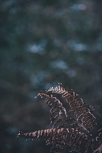 selective focus photography of dried fern plant thumbnail