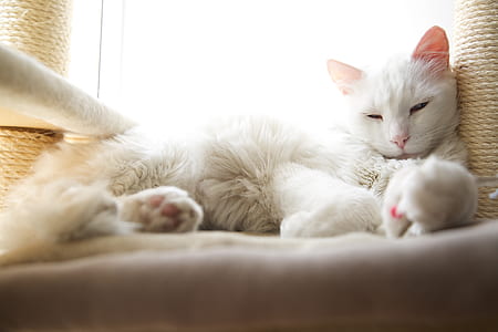 white Persian cat thumbnail
