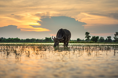 black water buffalo under cloudy sky during daytime thumbnail