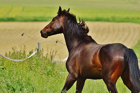 brown horse on green grass field at daytime thumbnail
