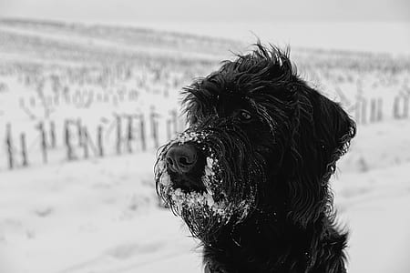 adult black Russian terrier standing on snowfield at daytime thumbnail