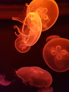 Photography Of Orange Jellyfishes thumbnail