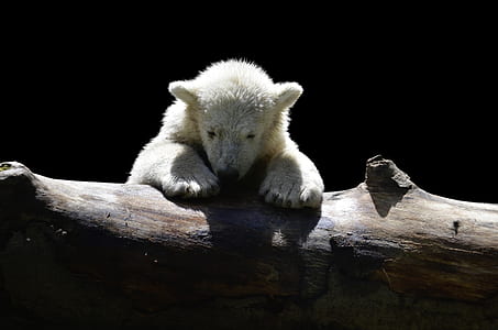 white animal lean on tree trunk thumbnail