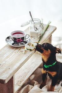 Puppy smells the flowers thumbnail