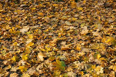 Fallen leaves thumbnail