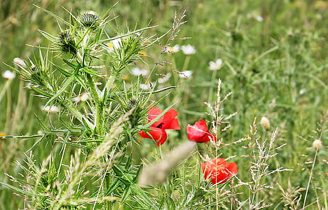photo of red petaled flowers thumbnail