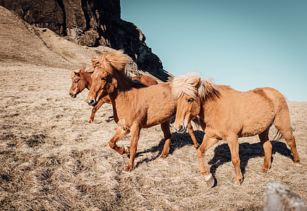 herd of horses running to mountain thumbnail