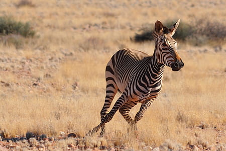 Zebra In Africa thumbnail