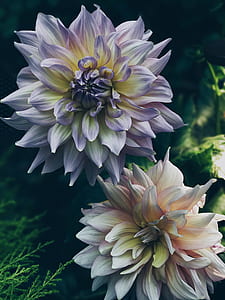 Dahlia Flowers thumbnail