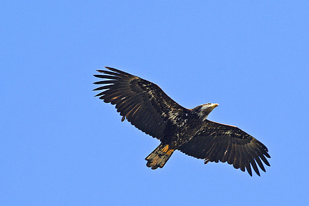 low angle photography of flying black bird thumbnail