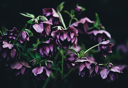 purple flowers closeup photo thumbnail