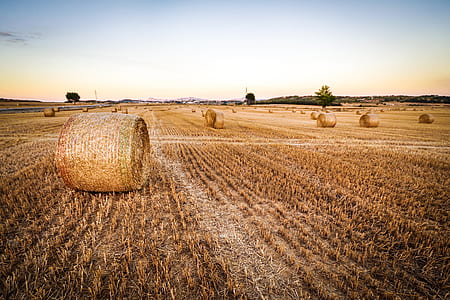 brown hay roll on field during daytime thumbnail