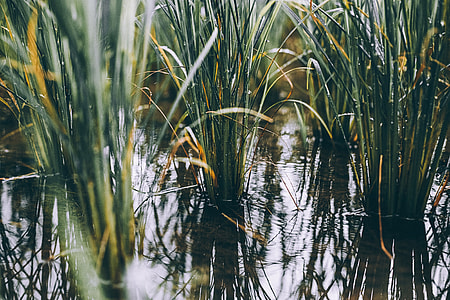 close-up photo of green wheat thumbnail