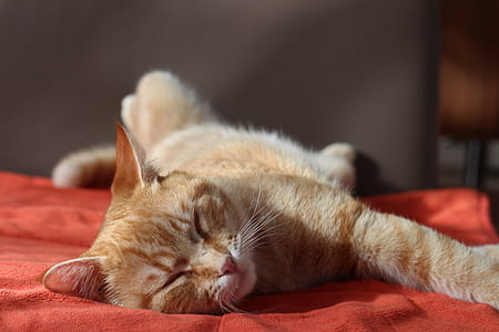 orange tabby cat lying on red textile thumbnail