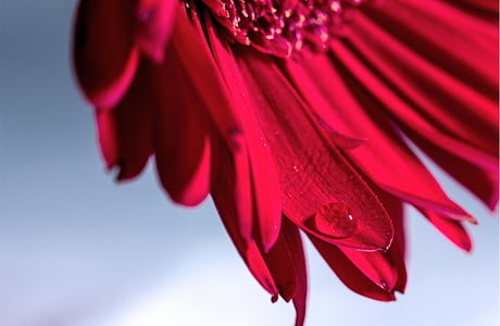 red petal flower thumbnail